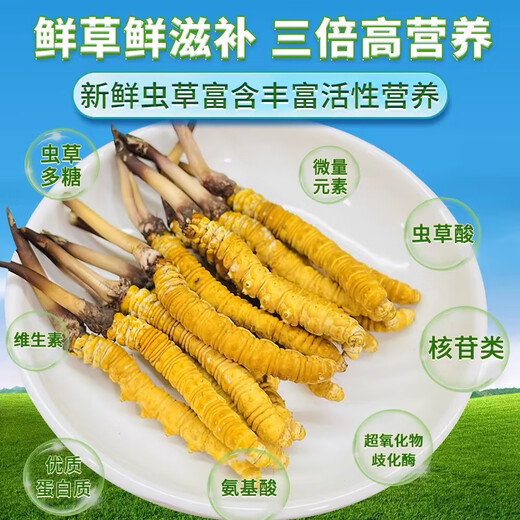 Naqu Zhifa 2025 Tibet Naqu High Altitude Authentic Wild First Fresh Cordyceps sinensis One-for-one pays 10 points/gram Wild Naqu Hay 20g Pack