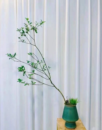 Island Spring Blume Grouper Island Gardenia Island Stein Maple Island Spring Blume 1098 ist etwa 1,5 Meter hoch und enthält keine Töpfe