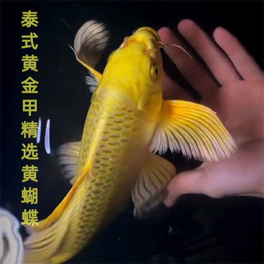 Thailändische goldene Rüstung ausgewählter gelber Schmetterling ausgewählter Schmetterling Karpfen Zierfische kaltes Wasser Fisch Fisch Boutique Fische leben 1517 cm
