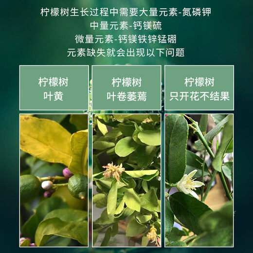 Manlife lemon tree special fertilizer potted nutrient soil improves the problem of yellow leaves defoliation and allows the tree to thrive 2.5kg ceramsite colored small ceramsite 5-6mm package