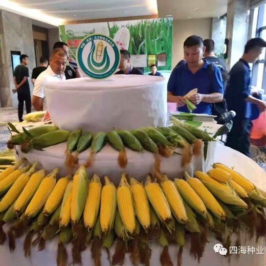 Fruit corn seeds super sweet fresh edible big stick without residue Beijing Sihai Seed Industry Golden Crown 597 corn seed original Golden Crown 597 fruit corn 100g