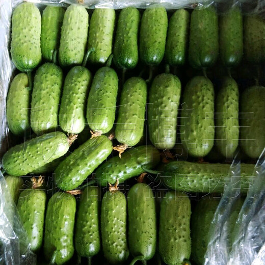 Mini fruit cucumber seeds, heat-resistant and high-yield, spring and summer small cucumber seeds, four-season balcony potted vegetable seeds, emerald dry cucumber 10g original