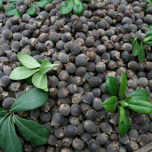 Ninja Seeds Mountain Twisted Fruit Seeds Dorney Mountain Twisted Fruits Mud Myrtle Twisted Southern Fruit Seeds Mountain Twisted Seeds Simple Pack (20 capsules)