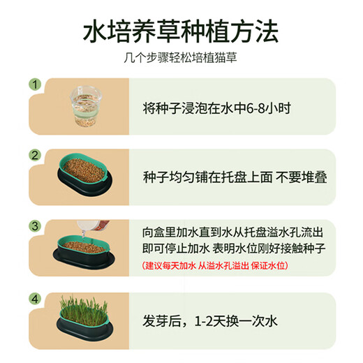 Crazy Owner Katzengras + 10 Beutel erdlose hydroponische Minze mit Weizensamen im Topf entfernt Haarballen, um haarige Katzensnacks bei jungen Katzen zu beseitigen