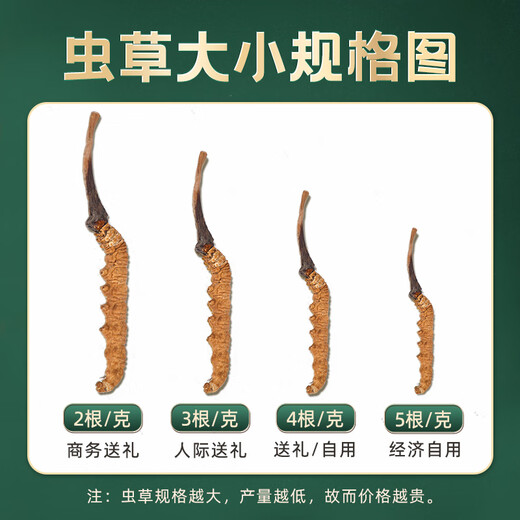 Zangyou auténtico Cordyceps Box Box Tonic para la primera etapa del regalo de Cordyceps para líderes de ancianos y padres [calidad estrictamente seleccionada] 3 palos/G-5 gramos-15 palos [Recomendación de título]