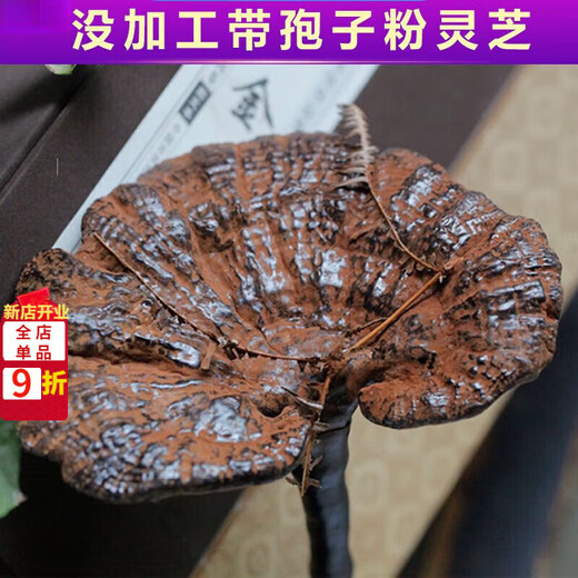 Fat Donglai's same style wild Ganoderma pure natural purple Ganoderma wild L raw mountain natural non-bitter pruned branch with spore powder 500 grams Ganoderma 10-16 pcs