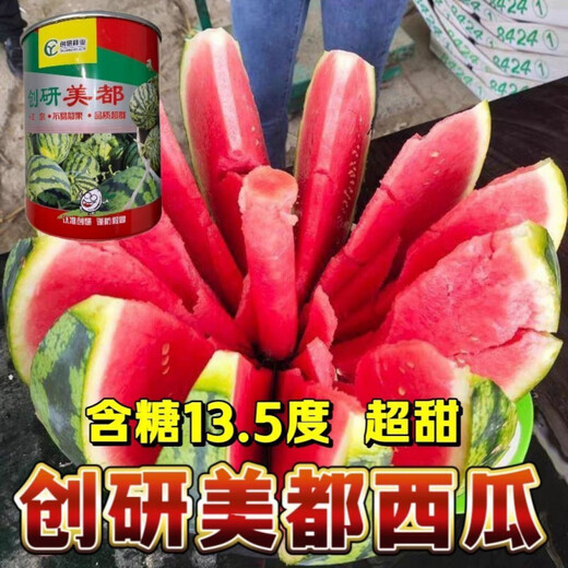 Store hot selling Chuangyan Meidu watermelon seeds with thin skin and few seeds, large fruit Kirin Sweet King seeds early maturing canned Chuangyan Meidu Kirin watermelon seeds base original delivery 1 can of about 800 seeds directly supplied from the base