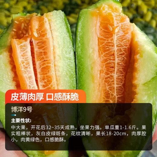 Farmer's Son, Rock Sugar Prince Small Melon Seeds, Rock Sugar Seeds, Hybrid Seeds, Southern Honeydew Melon Seeds, Boyang No. 9 Melon Seeds, 500 capsules/bag