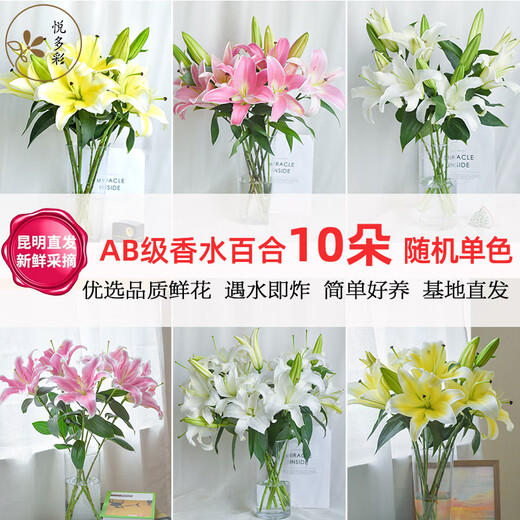 Yue Colorful AB grade high-quality perfume lilies, various living flowers for home and office, Kunming base, freshly picked for straight hair, 10 random single-color lilies (5 branches for double heads)