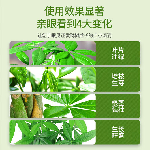 Money tree type compound fertilizer for rooting and strong seedlings, shiny leaves for potted plants, organic granular nutritional slow-release low chlorine fertilizer, 20 packs, individually packaged - with trial pack