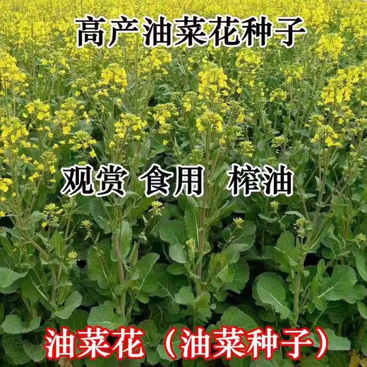 Hanfei Oil 1701 Agricultural Oil 68 Rapeseed Seed High Yield, High Oil, Dwarf Stem, Cold Resistant and Disease Resistant Brassica Rapeseed (25) Dwarf Stem Oil 80g