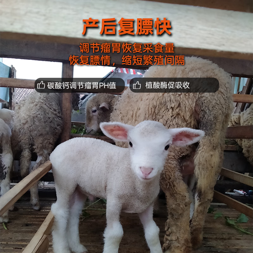 Yingmaier breeding ewe premix lambing multi-pregnancy lactation ewe feed milk multi-Yingmaier premix ewe premix 20kg (lamb Duowang)
