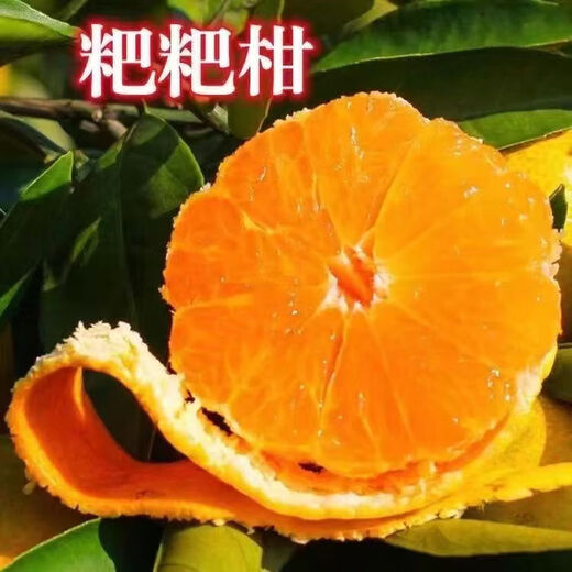 Authentic Sichuan Chunjian Raking Mandarin Seeds Fruit Tree Papa Mandarin Southern Ugly Orange Seeds Planted in the North and South Raking Mandarin Seeds Five Packs of About 50 Tablets
