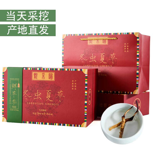 Beobachten und sammeln Sie wilden Cordyceps sinensis in Nagqu, Tibet. Frische Cordyceps-Ergänzungsmittel für ältere Menschen. Praktische Geschenkbox für ältere Menschen. Wildes frisches Gras der ersten Ernte, etwa 1,2 g/Wurzel, 100 Wurzeln.
