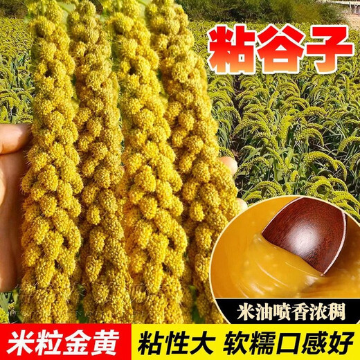 Reine Klebreissamen, authentische gelbe Hirsesamen, klebrig und klebrig, doppelt früh reifend, vogelresistent, ablagerungsresistent, können zu Klebreiskuchen verarbeitet werden, gelbgolden/weich wachsartig/trockenresistent, 50 g pro Packung