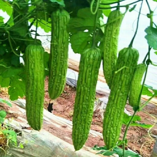 Bitter melon seedlings with soil, high yield and disease resistance, spring seedlings, local southern large-fleshed flat-top Guangdong bitter gourd vegetable seedlings, large-fleshed bitter gourd seedlings (plug tray seedlings), 6 exquisite plants ()