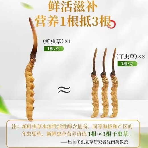 Fresh Cordyceps sinensis 2025 first-year Cordyceps authentic leader high-altitude gifts authentic fresh Cordyceps festival 1.2 grams/root or more 50 high-end gift boxes