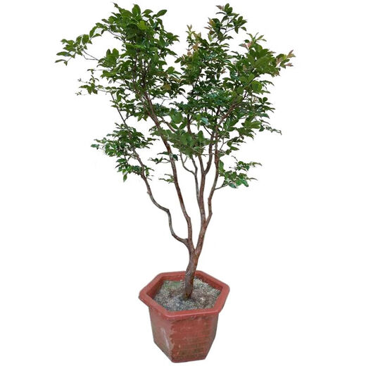 Plántulas de frutas de jiabao Sabah jiabao plántulas de frutas plántulas de frutas de uva con suelo y deja dongguan tienda de 13 años de edad de 7 años sabah 6172 141cm (inclusive) -170cm (inclusive)