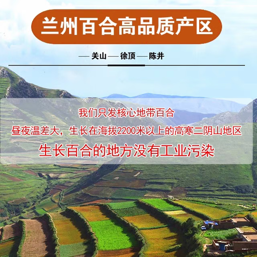 Jingxian Raw Lanzhou Fresh Lily Sweet Lily Total 1Jin Jin is equal to 0.5kg 1 bag of 4 fruits (single fruit is about 125g) fresh vegetables straight from the source