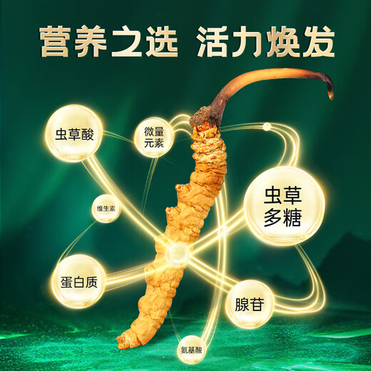 Zangyou auténtico Cordyceps Box Box Tonic para la primera etapa del regalo de Cordyceps para líderes de ancianos y padres [calidad estrictamente seleccionada] 3 palos/G-5 gramos-15 palos [Recomendación de título]