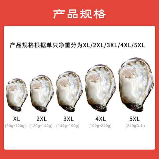 Fresh Jingcai Fresh Oysters 4XL Net weight 5Jin Jin is equal to 0.5kg 10-13 oysters delivered fresh to your home Fresh seafood straight from the source