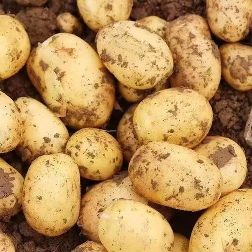 New arrivals of the season: Enshi yellow heart small potatoes, straight-haired small potatoes from high mountain origin, fresh mini potato potatoes, Enshi small potatoes 1Jin Jin is equal to 0.5kg, with box starting from 60g