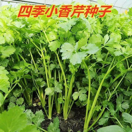 四季小香芹蔬菜种子大全土芹菜农家四季菜种阳台 四季【小香芹】 【优质新种】约1098粒