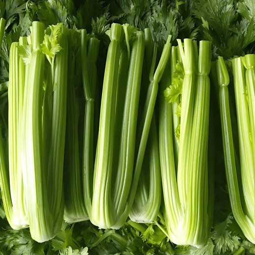 Celery seeds, crispy and sweet fruit celery seeds, four-season balcony potted celery vegetables, celery seeds, 3 bags of fruit celery seeds, enough for the whole family