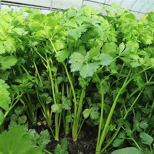 
Four Seasons Small Celery Seeds Crispy and Tender Celery Seeds Four Seasons Vegetable Seeds Potted Seeds Original [Four Seasons Quick-growing Small Celery Seeds] Selected Grain [Buy 14999 Get 14988 Pieces]
