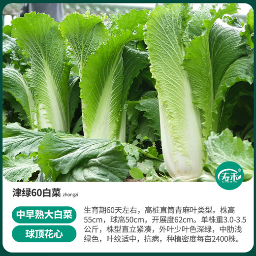 Shouhe Tianjin green hemp leaf Chinese cabbage seeds winter storage vegetable seeds field planting high stakes long summer and autumn green cabbage mussels Tianjin Green 60 cabbage seeds 15gx5 bags