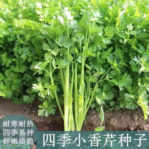 四季小香芹蔬菜种子大全土芹菜农家四季菜种阳台 四季【小香芹】 【优质新种】约1098粒