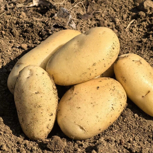 Jingxiansheng Shandong fresh small potatoes net weight 3Jin Jin is equal to 0.5kg, single fruit is more than 100g, freshly dug yellow heart potatoes and vegetables are sent directly from the source