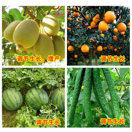 Guoguang Zuo Gualing 0.1% Chlorfenuron fruit setting medicine melon fruit expansion and growth regulation 10ml*5 bottles