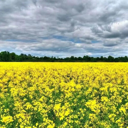 Tieyou 821 rapeseed is cold-resistant, high-yield, disease-resistant, and has high oil yield. It is the best choice for autumn sowing. Early-maturing and high-yielding rapeseed. Tieyou 821 original pack of about 1,000 seeds.
