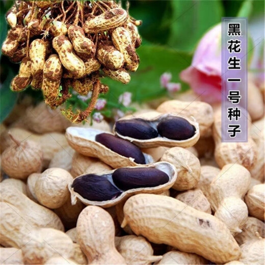 Black peanut seeds, sown in spring and summer, purple and black peanut seeds, black seed peanuts, original peanuts for field use, net weight in shell, 500 grams