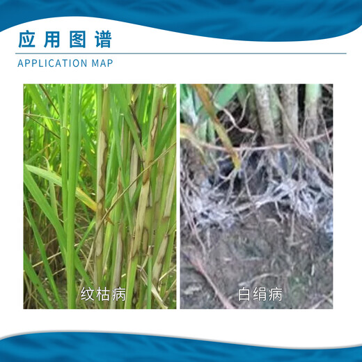 Full ear 240g/L thifuramide rice leek sheath blight powdery mildew pesticide fungicide full ear 10ml