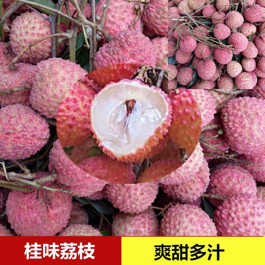 荔枝树苗桂味肉脆甜糯米糍荔枝多肉软滑带土带叶东莞14年老店 5年半苗桂味659 15cm以下