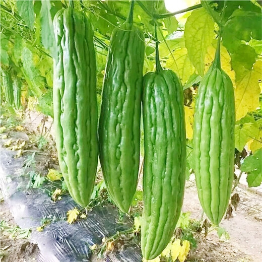 Bitter melon seedlings with soil, high yield and disease resistance, spring seedlings, local southern large-fleshed flat-top Guangdong bitter gourd vegetable seedlings, large-fleshed bitter gourd seedlings (plug tray seedlings), 6 exquisite plants ()