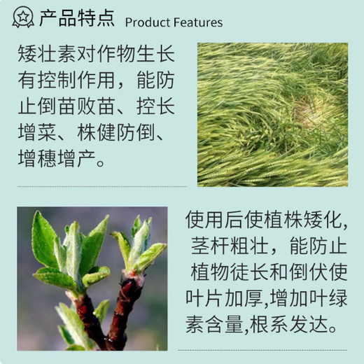 Guoguang Yiling 50% chlormequat plant cotton anti-lodging long corn control leggy wheat control dwarfing regulator 500ml