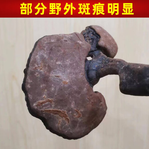 遇芝缘紫灵芝正品云南深山半野生紫芝带孢子粉不苦野芝可煲汤泡酒煮茶 一个灵芝整个（200-250克）
