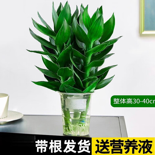 Green Intentional Guanyin Bamboo Rich Bamboo Hydroponic Plants Flowers with Roots Green Plants Pothos Indoor Potted Plants Transfer Bamboo Water for Good Growth 3 Guanyin Bamboo Trees with Roots (Simple Cup) + Nutrient Solution