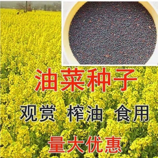 Tieyou 821 rapeseed is cold-resistant, high-yield, disease-resistant, and has high oil yield. It is the best choice for autumn sowing. Early-maturing and high-yielding rapeseed. Tieyou 821 original pack of about 1,000 seeds.