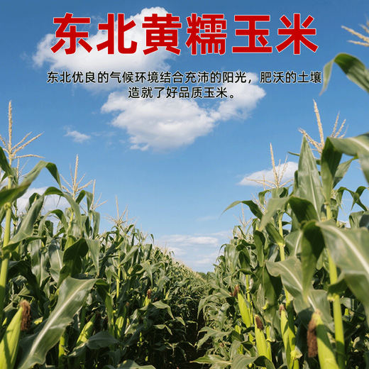 Fresh yellow waxy corn vacuum-packed instant corn soft and waxy sweet meal replacement 140g-180g 6 pieces