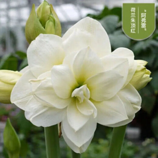 Imported amaryllis seed bulbs, large ball potted flower seedlings, double amaryllis seeds with buds for all seasons, green plants and flowers 23. Shuanglong seed bulb circumference 15-18cm