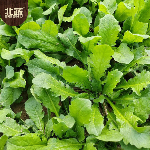 Beishu shepherd's purse seed seedlings farmhouse big leaf sowing wild vegetable seeds in all seasons farmhouse shepherd's purse seeds 10g about 50,000 grains