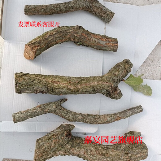 Champagne trunk underwater forest ornaments decoration pure natural water and land tank rainforest tank landscaping climbing pet turtle sun terrace 2-4 cm in diameter and 20 cm in length one piece