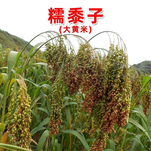 大志糯黍子粘糯大黄米粘黍子五谷杂粮谷 糯黍子种子【新种】 #88/原装新种(三包150克)