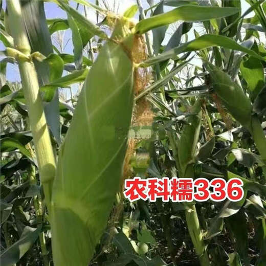 Nongkeyu Nongkenuo 336 waxy corn seeds, high yield, early maturity, spring sowing, sweet and waxy, good taste, white waxy corn Nongkenuo 336, original 200g, 2 bags