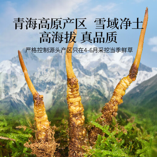 
Tongrentang brand Fresh Cordyceps sinensis about 0.81-1.0g/root 30 pieces of Qinghai source straight
