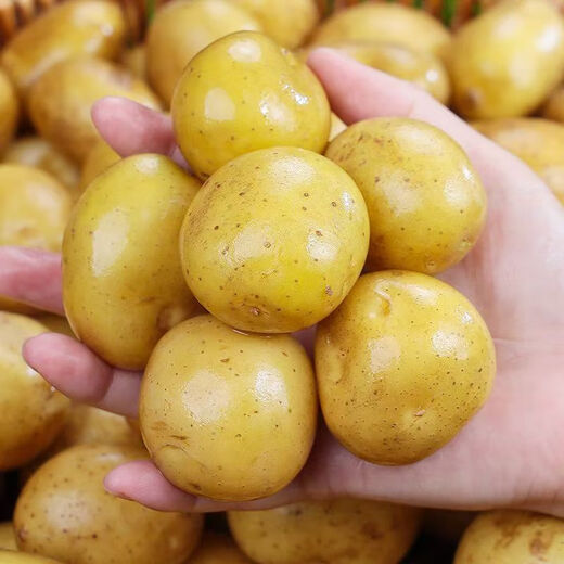 Hubei Enshi selenium-rich small potatoes yellow heart national landmark vegetable alpine cultivation egg size fresh JD. Selenium-rich small potatoes 5Jin Jin equals 0.5kg, including box